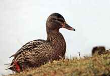 Fonksiyonel Bebek Bakım Çantaları Fonksiyonel Bebek Bakım Çantaları