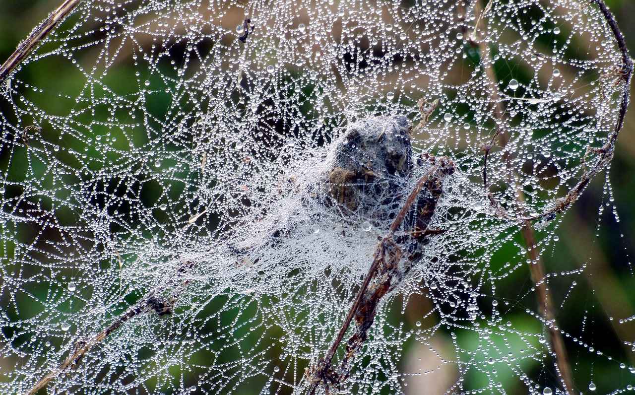 Kanvas Çantalar: Dayanıklılığı ve Kullanımı 4 Kanvas Çanta Bakımı Nasıl Yapılır?