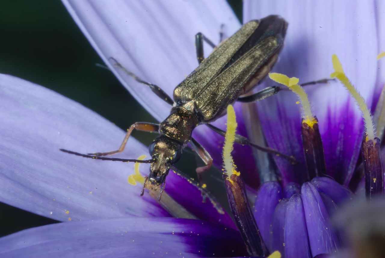 Mikro Çantaların Tarihçesi