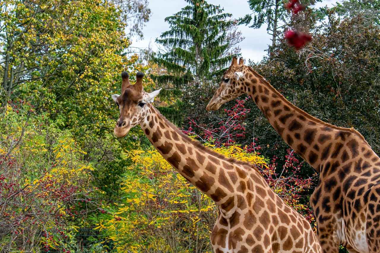 Estetik ve Renk Seçimi