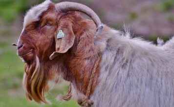 Şık ve Kullanışlı Kadın Cüzdan Modelleri Şık ve Kullanışlı Kadın Cüzdan Modelleri