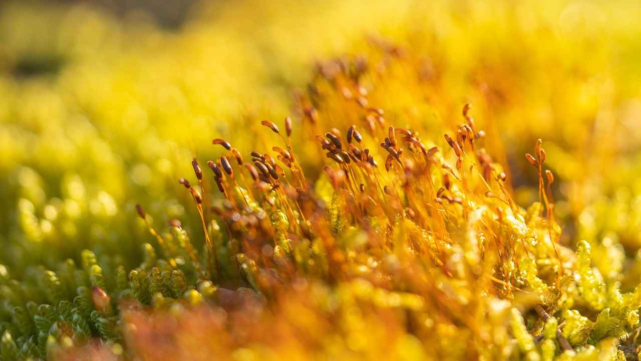 Spor Çantası Nedir?