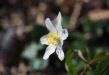 Ünlülerin Tercih Ettiği Çanta Markaları Ünlülerin Tercih Ettiği Çanta Markaları