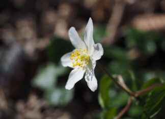 Ünlülerin Tercih Ettiği Çanta Markaları Ünlülerin Tercih Ettiği Çanta Markaları